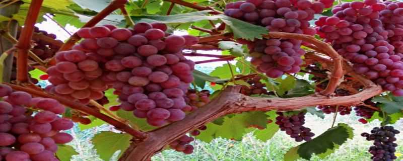 葡萄熟了是什么季节 葡萄熟了是什么季节的景象