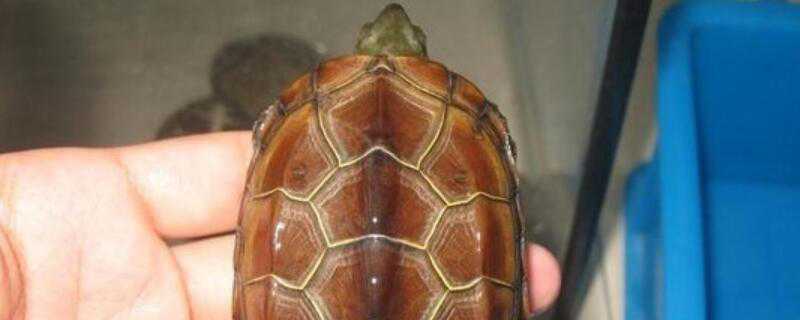 巴西龟与草龟的区别 巴西龟和草龟的区别