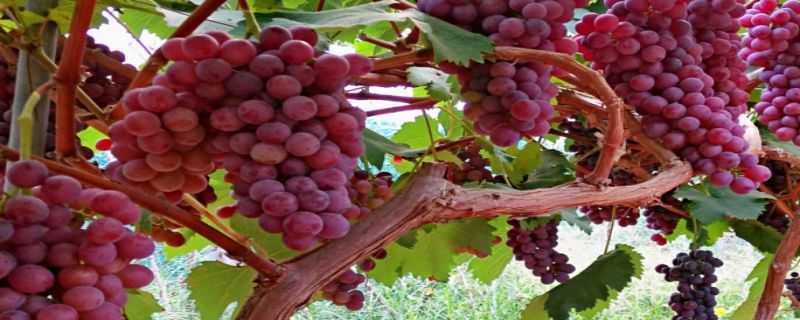 红高峰葡萄品种介绍 红高峰葡萄品种好不好