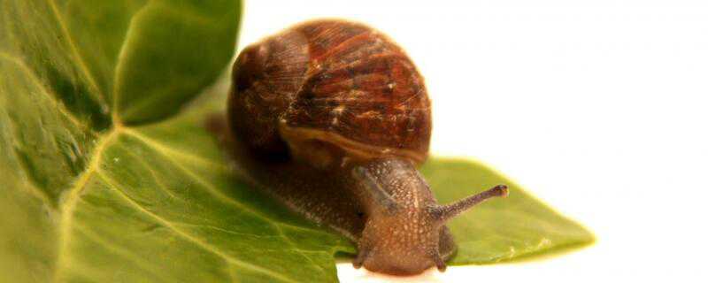 蜗牛怎么繁殖后代（蜗牛繁殖后代的过程图片）