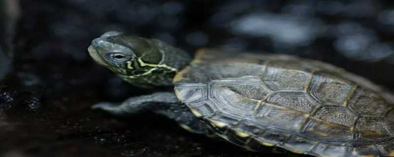 中华草龟是保护动物吗 中华草龟是保护动物吗为什么