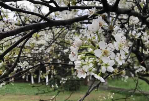 杏树花期是什么时候（杏树花期是什么时候开始的）