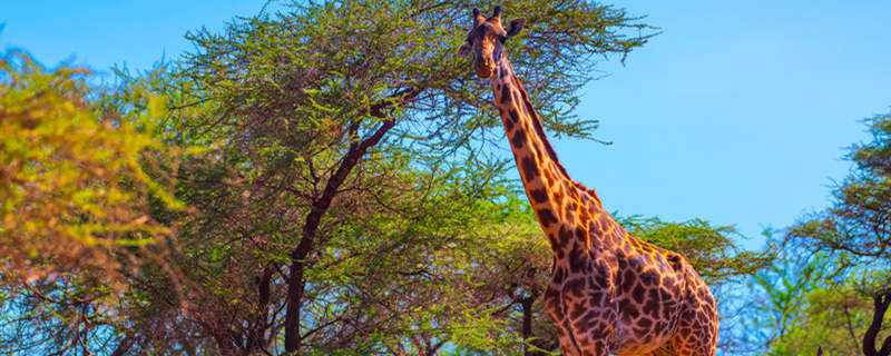 长颈鹿的天敌是什么动物 长颈鹿怕什么动物?