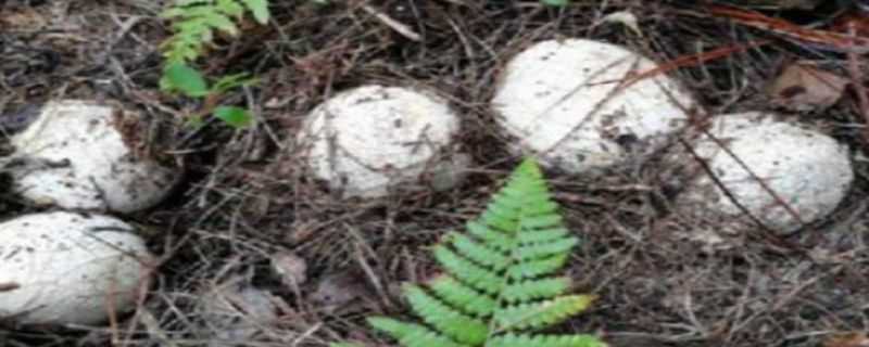 冬荪种植技术 冬荪种植技术和原材料