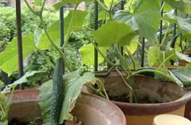 盆栽黄瓜的种植方法是什么（黄瓜盆栽怎么种植方法如下）