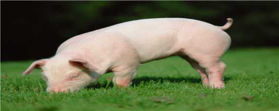 猪的品种有哪些 猪的品种有哪些及图片和名字