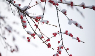 春节下雪的诗句 春节下雪的诗句 古诗