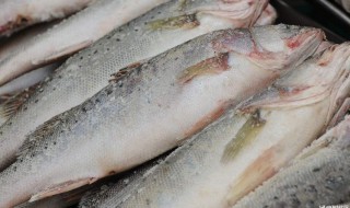 白鱼的营养价值及功效 白鱼的营养价值及功效与作用