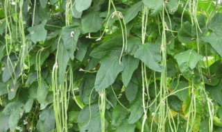 南方豇豆的种植时间 秋季豇豆的种植时间和种植方法