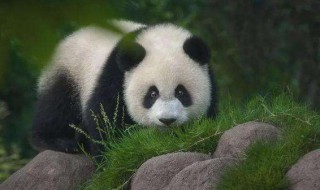 大熊猫是国家几级保护动物 大熊猫是国家几级保护动物一级