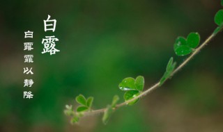 白露节气为什么吃龙眼（白露要吃龙眼吗）