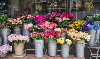 如何开盆栽花卉店（花卉盆栽店怎么开）