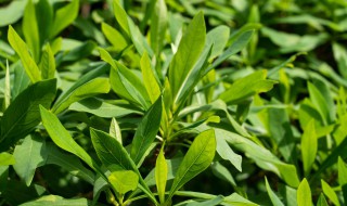 结香花怎么繁殖（结香花的栽种）