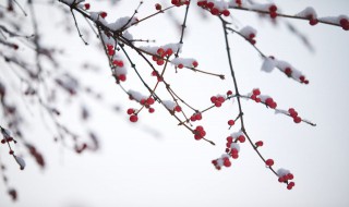 小雪节气的习俗有哪些（小雪节气的由来和风俗）