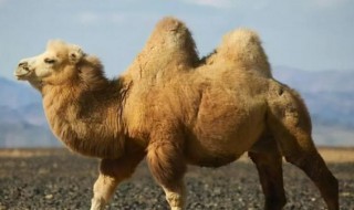 成年骆驼有多重（成年骆驼一般多重）