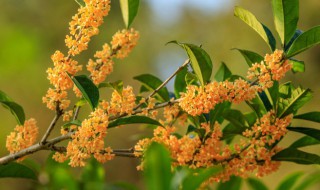 盆栽桂花什么时节剪枝好（桂花几月份剪枝最好）