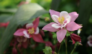 耧斗菜耐寒多少度（耧斗菜耐寒温度）