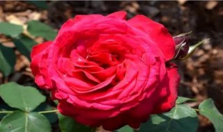 种植玫瑰花注意事项是什么 种植玫瑰花需要什么条件
