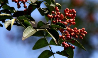 花椒树什么时候剪枝 花椒树什么时候剪枝最好视频