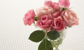 自己在花盆里种玫瑰花可以吗 家里能养玫瑰花盆栽吗