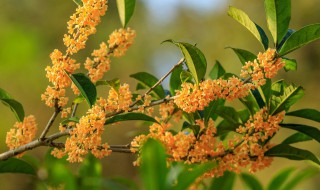 桂花树叶子枯死了怎么办（桂花树有枯叶怎么办）