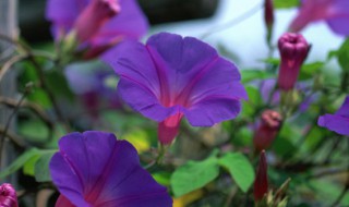 刚开花的牵牛花像什么（牵牛花开出的花像什么）