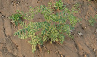 甘草怎么种植 甘草怎么种植最好