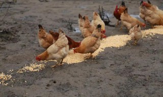 为什么鸡吃小石子 为什么鸡喜欢吃小石子