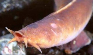 为什么盲鳗可以吃比它大得多的鱼 为什么盲鳗可以吃比它大得多的鱼肉
