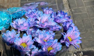 蓝紫色的雏菊花的花语是什么 蓝紫色雏菊的花语和寓意