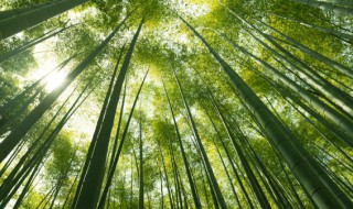 竹子种植方法和注意事项 竹子要怎样种植方法