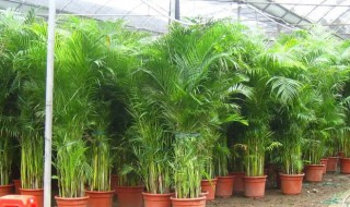 盆栽夏威夷的椰子树如何养护 夏威夷椰子怎么养护
