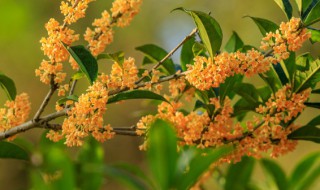 室内桂花的养殖方法（室内桂花怎么养殖）