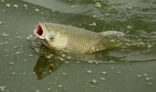 小雨天气好钓鱼吗（小雨天气适合钓鱼吗）