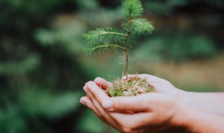 庭院栽培技术有什么重要性 庭院种植忌讳