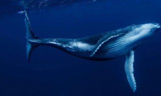 鲸鱼吃什么食物 鲸鱼吃什么食物英文