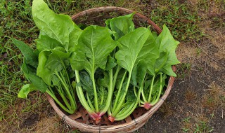 种植菠菜怎么施肥该施什么肥料 种植菠菜怎么施肥该施什么肥料好