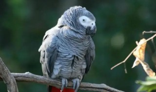 非洲灰鹦鹉是保护动物吗（非洲灰鹦鹉濒危）