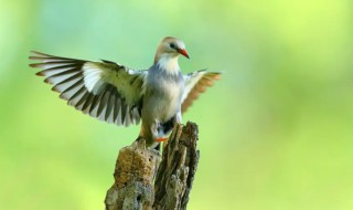 丝光椋鸟是保护动物吗 丝光椋鸟是不是保护动物