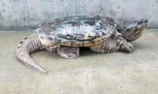 鳄龟是保护动物吗（佛罗里达拟鳄龟是保护动物吗）