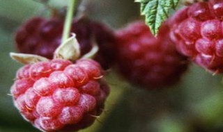 树莓如何养好 树莓好养活吗