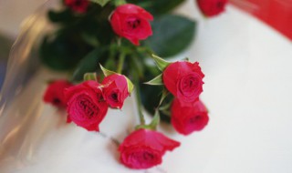 阳台党如何养好玫瑰 卧室阳台可以养玫瑰吗