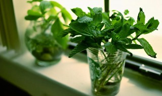 简易水培小盆栽方法 水培植物怎么上盆栽