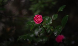 适合种在阳台的花（适合种在阳台的花有哪些）