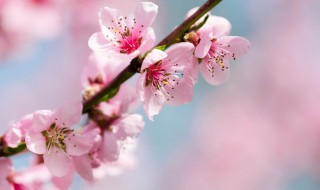 阳台种盆栽桃花好吗 室内种桃花好不好