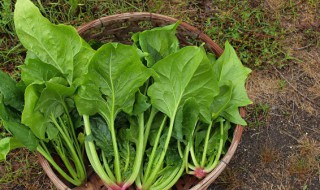 怎么做菠菜汤（怎么做菠菜汤好吃简单）