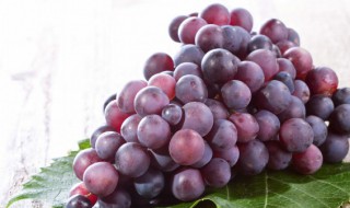 阳台种葡萄的种植方法 阳台种葡萄的种植方法和技术
