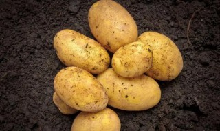 土豆的沙土保存方法（土豆的保存方法可以埋在沙里吗）