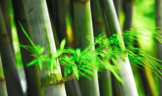 竹子处理保存方法（竹子的处理方法）