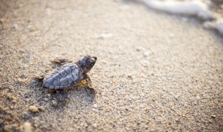 幼龟养殖注意什么 饲养龟苗要注意哪些